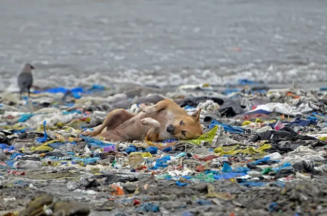 ډاکټران وايي، د پلاستیکو کارولو د بېلابېلو سرطاني ناروغیو په ګډون زموږ روغتیا ته جدي ستونزې پیدا کوي