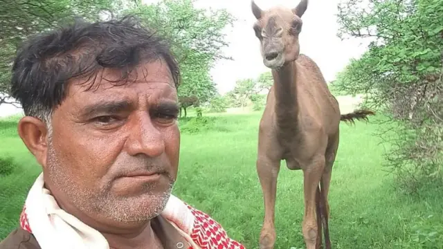 ખરાઈ ઊંટ, કચ્છ, મેંગ્રોવ્ઝ