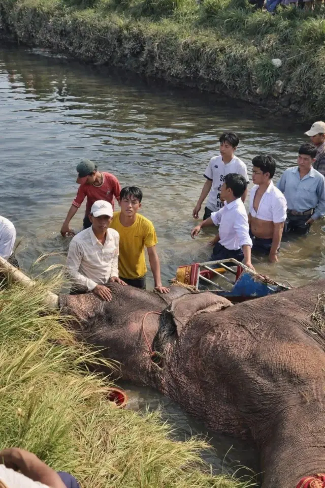 ဆုံးပါးသွားတဲ့ လသားအရွယ်ဆင်၊ ဖားလယ်နာချဲ 