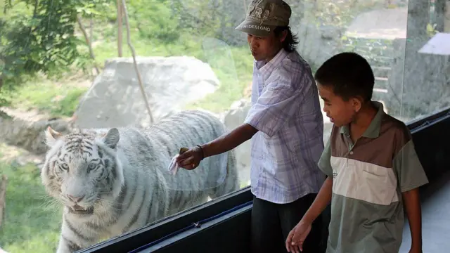 နေပြည်တော်တိရစ္ဆာန်ရုံထဲမှာ တွေ့ရတဲ့ ကျားဖြူတစ်ကောင်