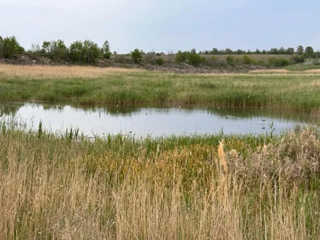 Маленькое озеро, заросшее камышом