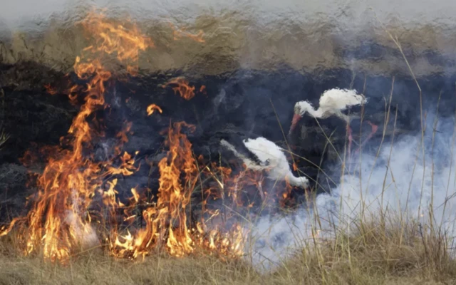 Alevlerin arasında avlanan leylekler