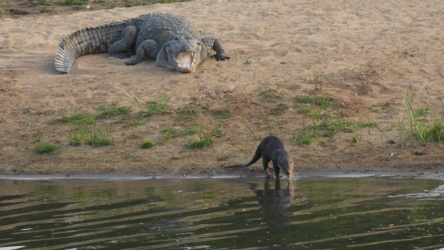 நீர் நாய், காவிரி, தாமிரபரணி