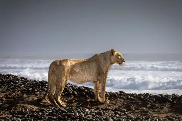 Un león del desierto en Namibia en las costas del Atlántico. 