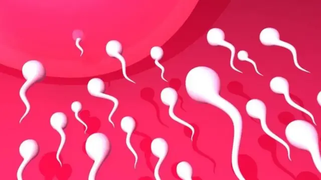 விந்தணு