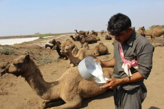 دنیا کے بہت سے حصوں میں، خاص طور پر بنجر اور نیم خشک علاقوں میں، اونٹنی کا دودھ بنیادی غذا کا ایک اہم حصہ ہے
