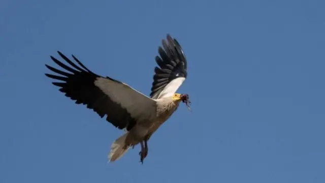 ગીધ, પક્ષી પ્રજાતિ, લુપ્તપ્રાય પક્ષીઓ, ભારત, બીબીસી ગુજરાતી 