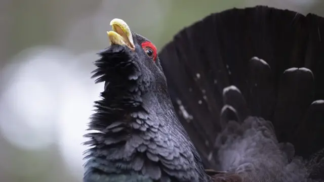 Quuqamtoonni kunuunsa naannoo allaatiin ‘capercaillie’ baduuf qarree gahuu akeekan