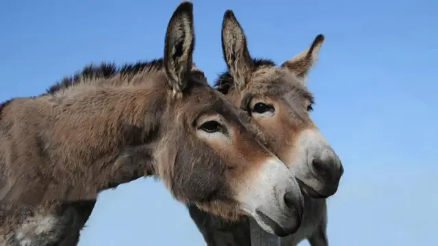 గాడిదలు