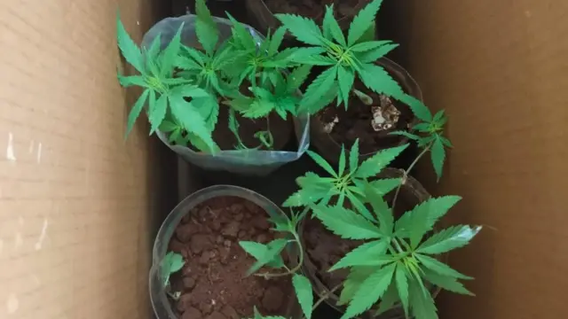 கல்லுாரி மாணவர்கள் வளர்த்த கஞ்சா செடி