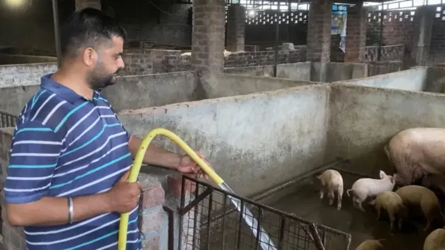 ਸੂਰ ਪਾਲਣ ਦਾ ਕੰਮ