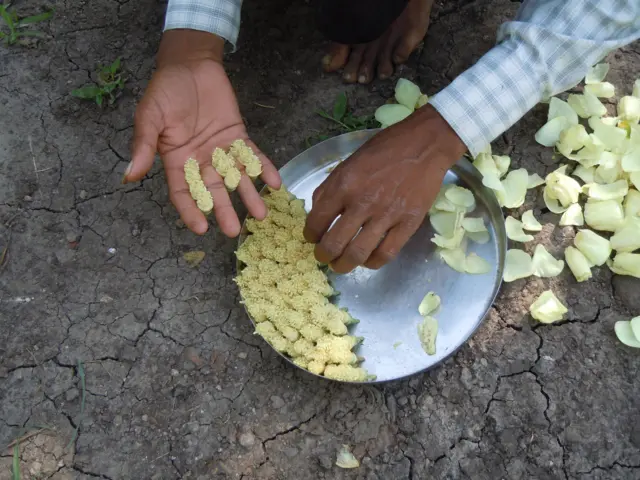 સામતભાઈને દર વર્ષે સજીવ ખેતીમાંથી આશરે આઠેક લાખ રૂપિયાની આવક થાય છે