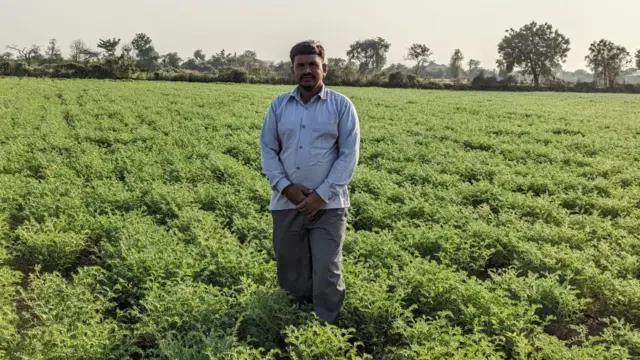 કચ્છ, ગુજરાત, વીંછીના ફાયદા, વીંછીના ખેતીને ફાયદા, જંતુનાશક, બીબીસી ગુજરાતી, ગુજરાતમાં ખેતી