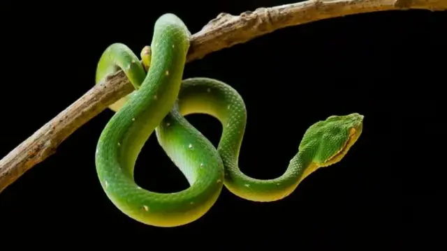 মরা সাপ কীভাবে কামড় দেয়?