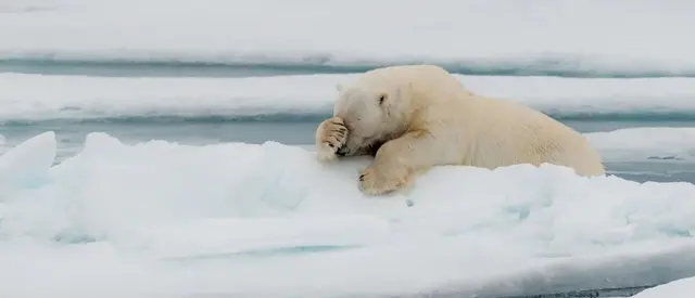 ‘ሰኑይ ድማ መጸት!’