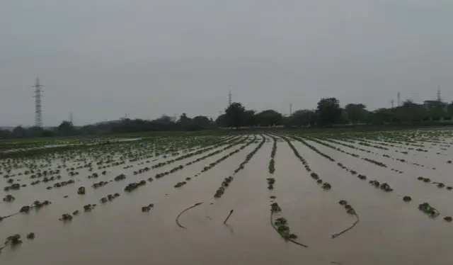 पाऊस