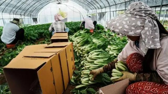 दक्षिण कोरियामा विदेशी कामदार