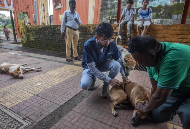 కుక్కల దాడి