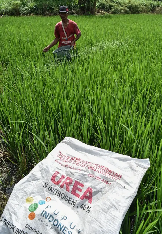 Seorang petani menyebarkan pupuk urea bersubsidi pada tanaman padi di Desa Karangkerto, Malang, Indonesia, 30 April 2026.