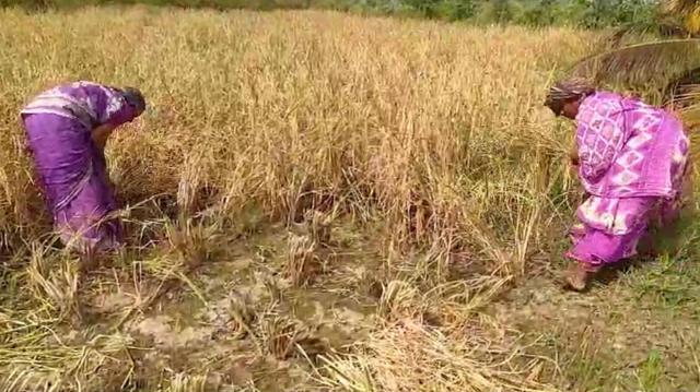 தமிழ்நாட்டில் அரிசி விலை உயர்வுக்குக் காரணம் என்ன? வரும் நாட்களில் குறையுமா?