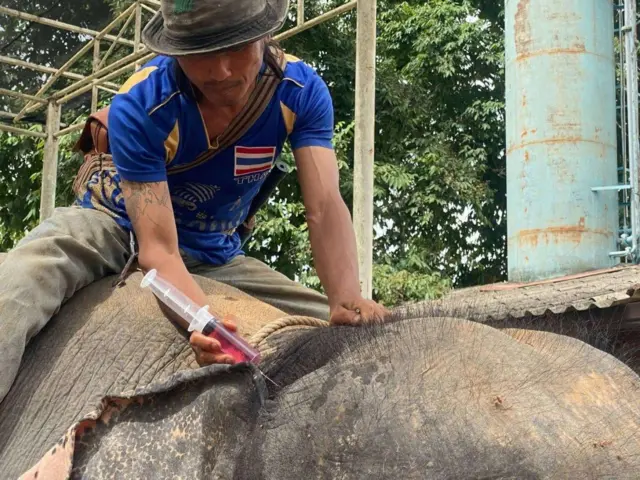 ထိုင်းမှာ ရေဆင်းကူးတဲ့ ဆင်တွေမှာ အနာဖြစ်