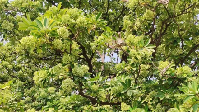 ભૂતિયાં ઝાડ