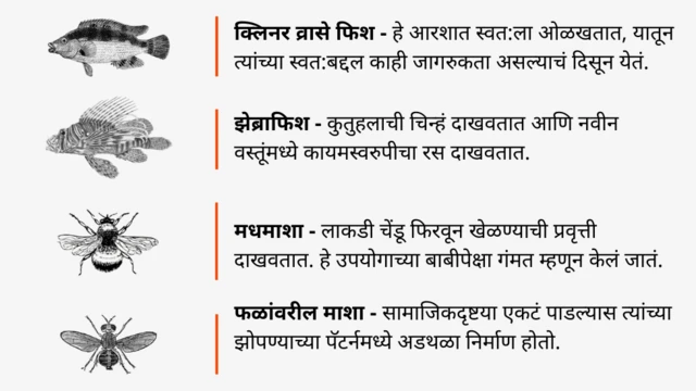 ग्राफिक्स