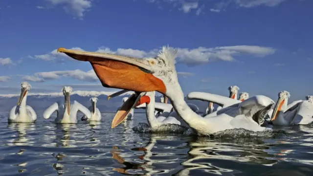 బర్డ్ ఫ్లూ