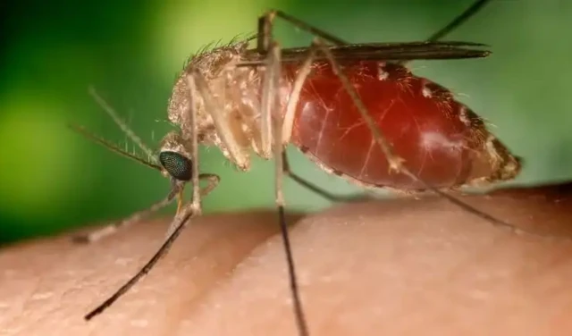 Mosquito maruim transmissor da febre Oropouche 