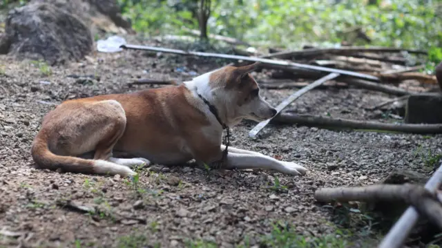 Seekor anjing milik seorang warga di Desa Fenun, Kabupaten Timor Tengah Selatan, diikat oleh pemiliknya untuk mencegah penularan rabies, Kamis (01/06). 