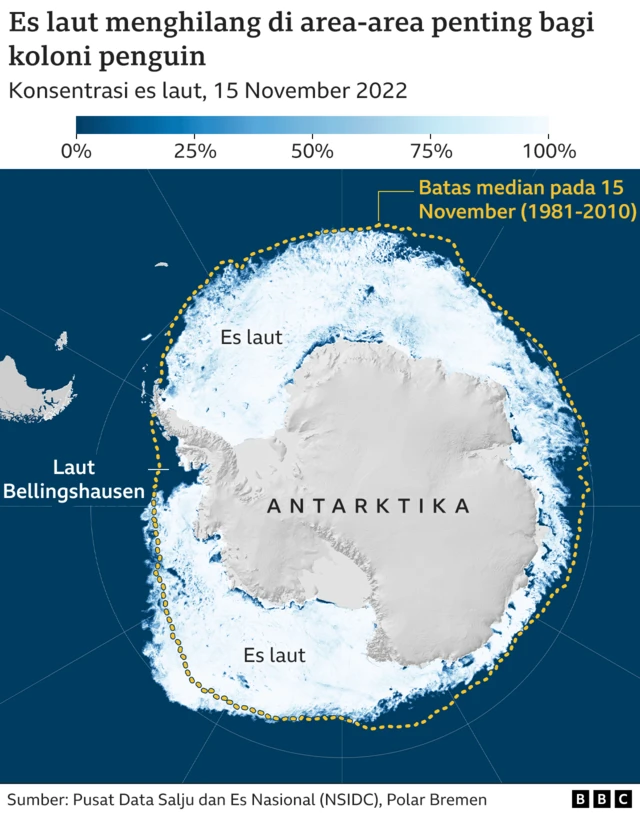 Perubahan Iklim: Ribuan Anak Penguin Mati Akibat Es Antarktika Mencair ...
