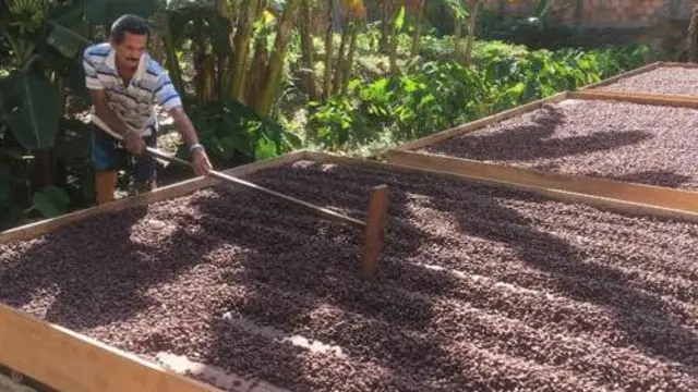 Homem trabalhando com ferramenta na plantação 