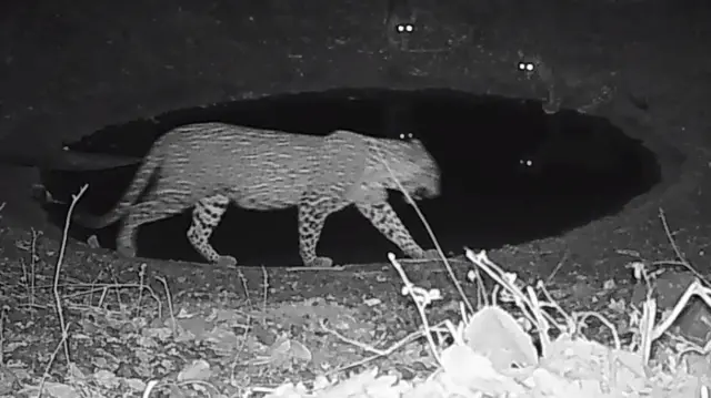 बिबट्यांची संख्या वाढली, हे भितीचं कारण आहे का?