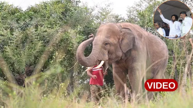 ఏనుగులు