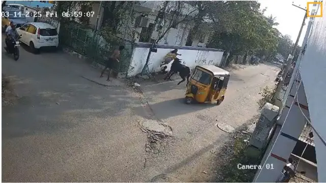 மாடு முட்டி தாக்குதல், முட்டி வீசிய மாடு ,Chennai Stray animals