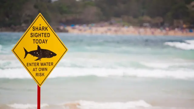 షార్క్, ఆస్ట్రేలియా, బీచ్ 
