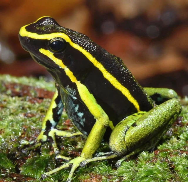 三紋蛙（Ameerega trivittata）