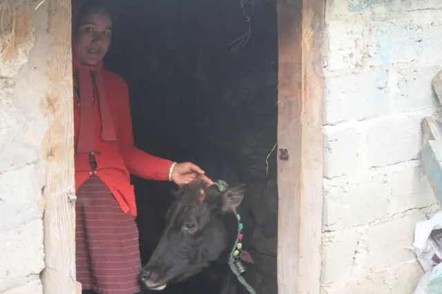 गुड्डी देवी अपनी गौशाला में