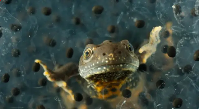 جنگلی حیاتیات