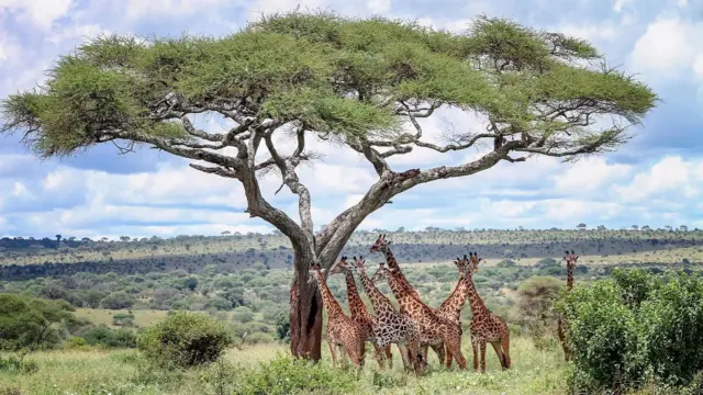 The Ngorongoro is home to some of Africa's most iconic safari experiences (Credit: Getty Images)