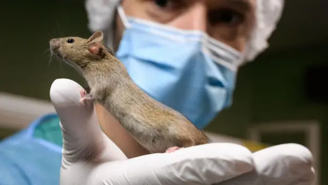 பரிணாம வளர்ச்சி, மரபணு, வால், குரங்கு