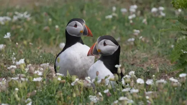 Dos frailecillos en la isla Skomer rodeados de hierba y flores.
