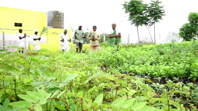 తిరుపతిలోని శ్రీనివాస వనం ఫీల్డ్ రీసెర్చ్ స్టేషన్‌లో స్టెమ్ కటింగ్ ద్వారా నాటిన పొనికి మొక్కల్లో వేర్ల పెరుగుదలపై వివిధ రకాల హార్మోన్ల ప్రభావంపై గతంలో పరిశోధనలు జరిగాయి