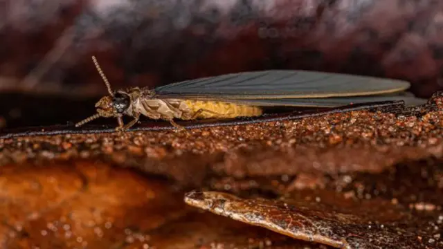 ఉసిళ్లు 