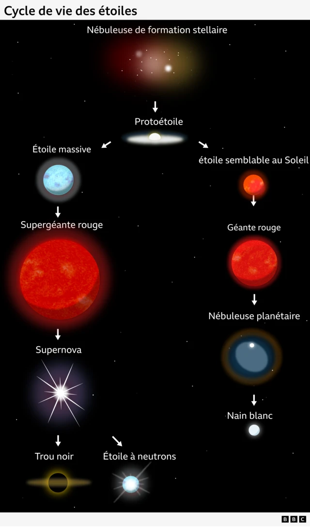 Un diagramme illustrant le cycle de vie des étoiles : une nébuleuse en formation stellaire produit une protoétoile, qui peut suivre deux voies différentes ; si elle devient une étoile massive, elle se transformera en supergéante rouge, puis en supernova qui donnera naissance soit à un trou noir, soit à une étoile à neutrons ; si elle devient une étoile semblable au Soleil, elle se transformera en géante rouge, puis en nébuleuse planétaire qui donnera naissance à une naine blanche.