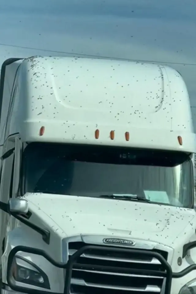 ازدحام زنبورها در اطراف کامیون وازگون شده 