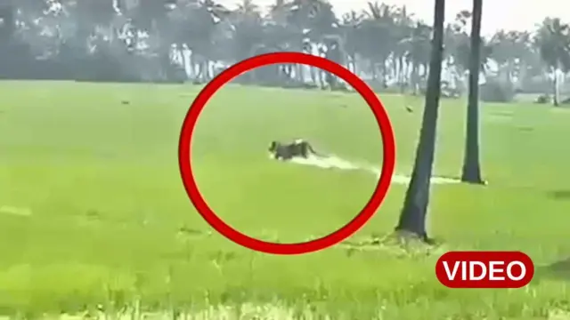 ఆంధ్రప్రదేశ్, తూర్పు గోదావరి, కూర్మాపురం, పులి