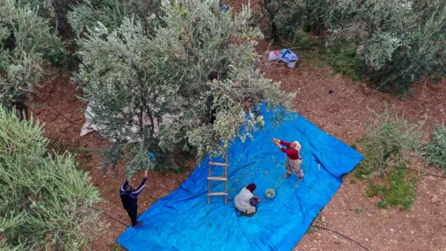 Zeytin toplayan köylüler