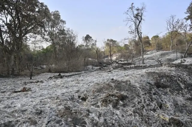 భారతదేశం, తమిళనాడు, వాతావరణం, అడవులు, పర్యావరణం