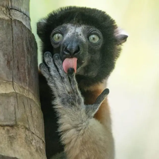 నికాన్ వైల్డ్ లైఫ్ అవార్డ్స్